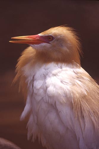 cattle egret-AsiaPhotoStock