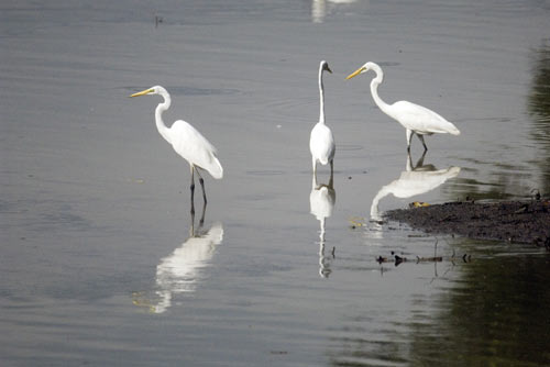 intermediate egret-AsiaPhotoStock