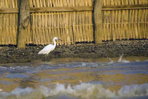 egret at inle-AsiaPhotoStock