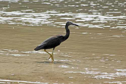 black egret-AsiaPhotoStock