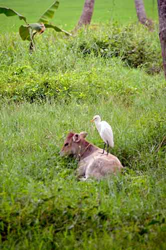 egret cow-AsiaPhotoStock