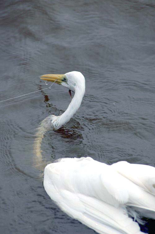 egret caught on fish line-AsiaPhotoStock