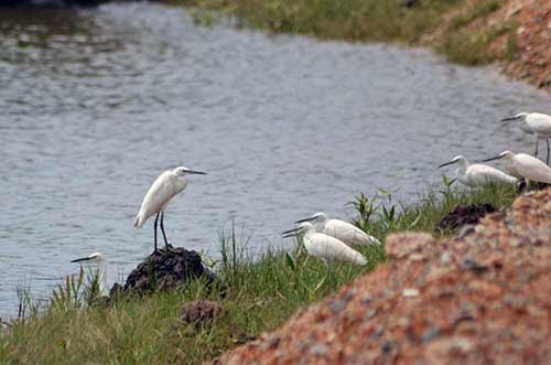 egret rock-AsiaPhotoStock