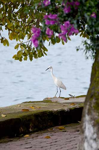 egret toba-AsiaPhotoStock