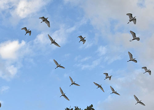 egrets at bon ton-AsiaPhotoStock