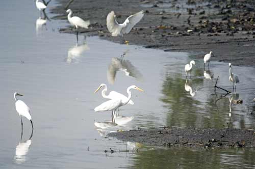 different types of egrets-AsiaPhotoStock