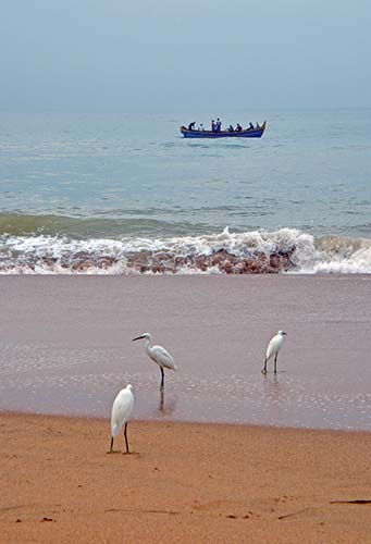 egrets on beach-AsiaPhotoStock