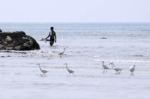 egrets and fisherman-AsiaPhotoStock