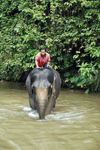 elephant kuala ganda-AsiaPhotoStock