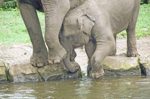 elephants-AsiaPhotoStock