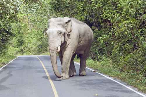 elephant khao yai-AsiaPhotoStock