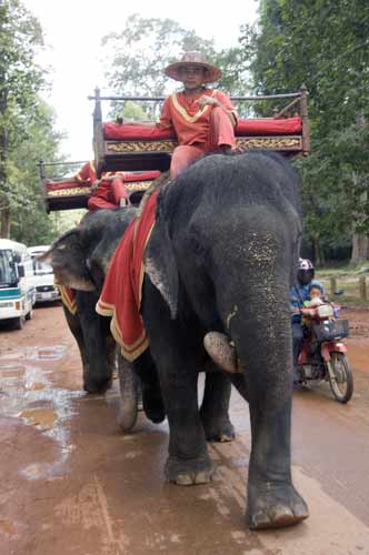 elephant south gate-AsiaPhotoStock