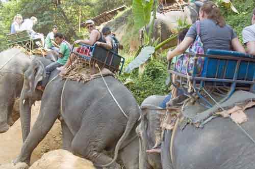 elephant adventure-AsiaPhotoStock