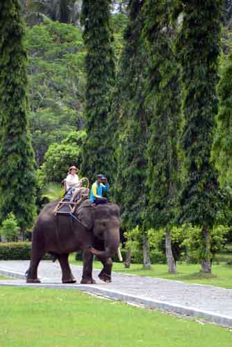 elephant borobudur-AsiaPhotoStock