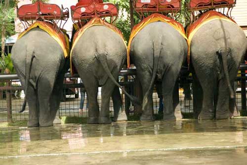 elephant bums-AsiaPhotoStock