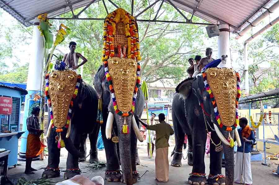 elephant ceremony-AsiaPhotoStock