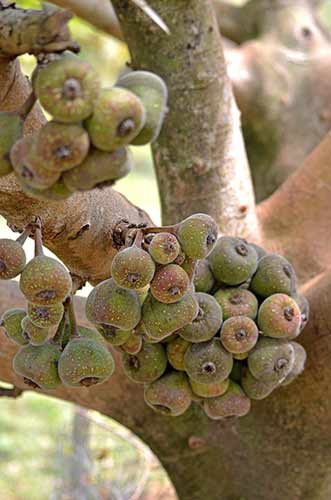 elephant ear fig-AsiaPhotoStock