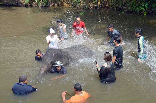 elephant fun-AsiaPhotoStock