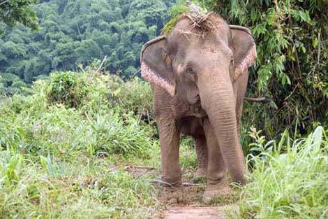 elephant in jungle-AsiaPhotoStock