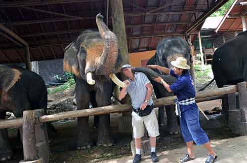 elephant kiss-AsiaPhotoStock