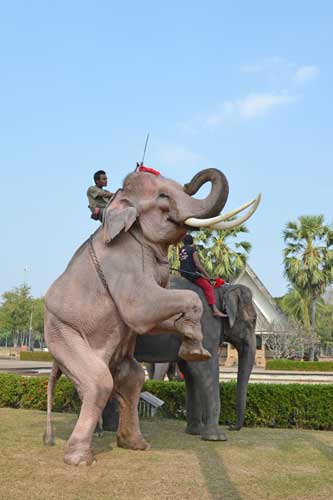 elephant standing-AsiaPhotoStock