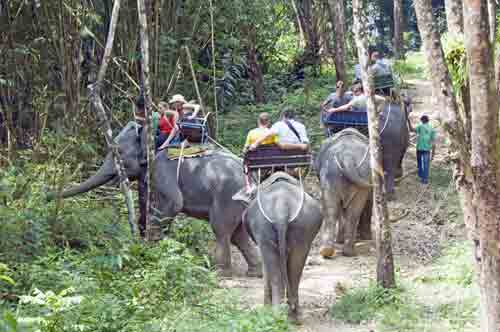 elephant strolls off-AsiaPhotoStock