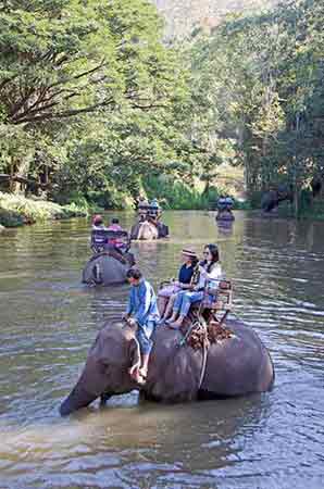 elephant trek tecc-AsiaPhotoStock