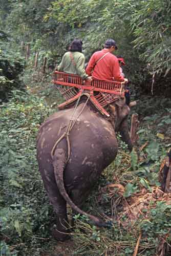 elephant trek-AsiaPhotoStock