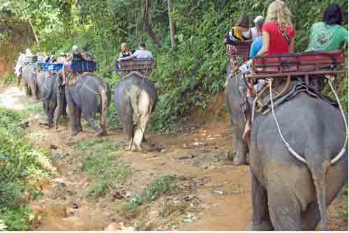 elephant trek phuket-AsiaPhotoStock