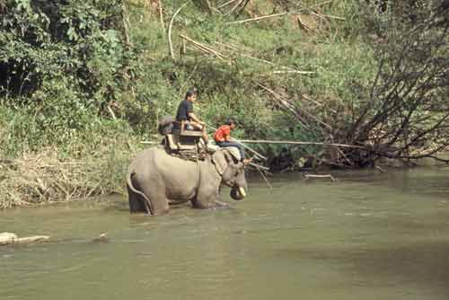 elephant trekking-AsiaPhotoStock