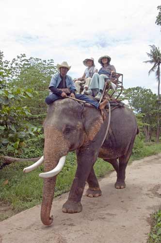 elephants tourists-AsiaPhotoStock