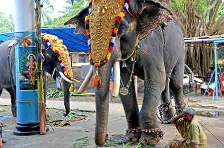 elephants temple-AsiaPhotoStock