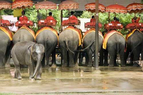 elephants-AsiaPhotoStock