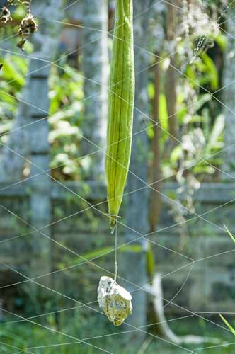 elongated gourd-AsiaPhotoStock