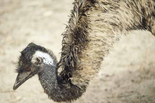 emu-AsiaPhotoStock