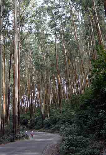 eucalyptus-AsiaPhotoStock