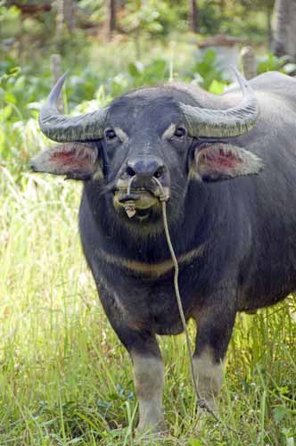 eye contact buffalo-AsiaPhotoStock