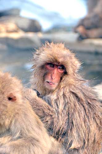 eyes of macaque-AsiaPhotoStock