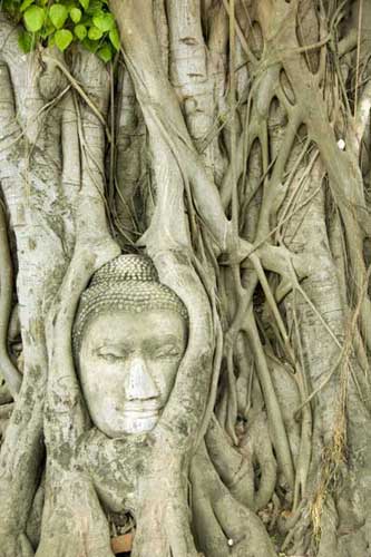 face in tree-AsiaPhotoStock