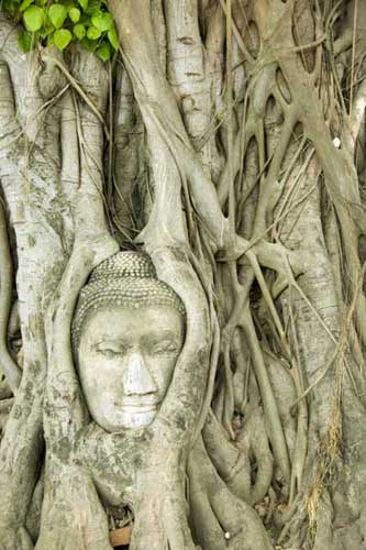 face in tree-AsiaPhotoStock