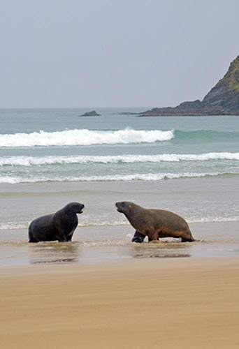 sea lions face off-AsiaPhotoStock