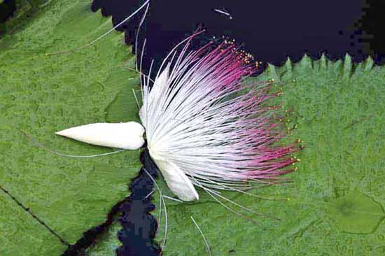 fallen flower-AsiaPhotoStock