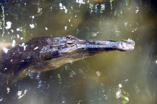 false gavial-AsiaPhotoStock