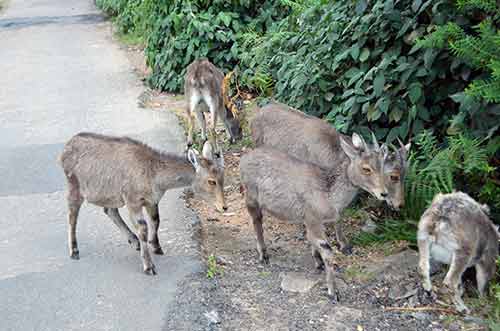 family of goats-AsiaPhotoStock