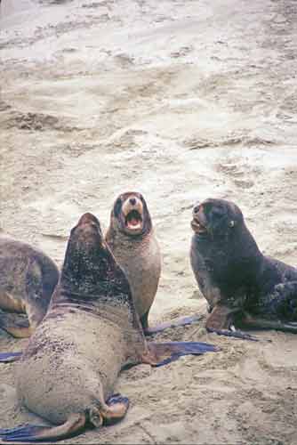 family of sea lions-AsiaPhotoStock