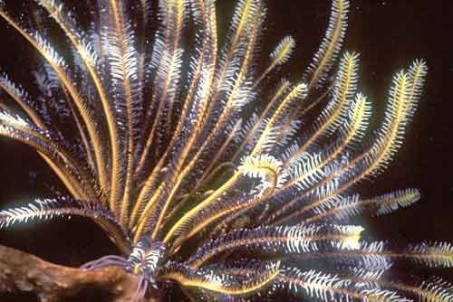 fan coral-AsiaPhotoStock