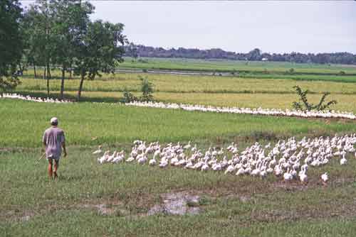 ducks farmer-AsiaPhotoStock