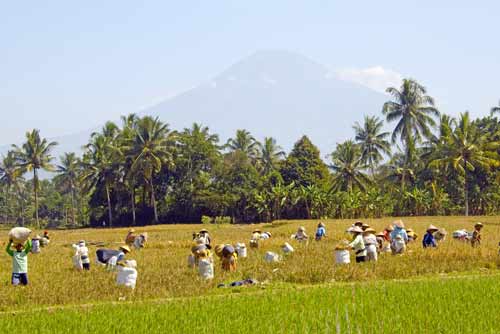 farmers merapi-AsiaPhotoStock