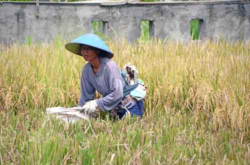 farming-AsiaPhotoStock