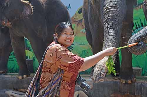 feed elephant-AsiaPhotoStock